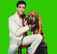 The King Elvis Presley, CD, DCR, DCR060, You Ain't Nothing But A Hound Dog